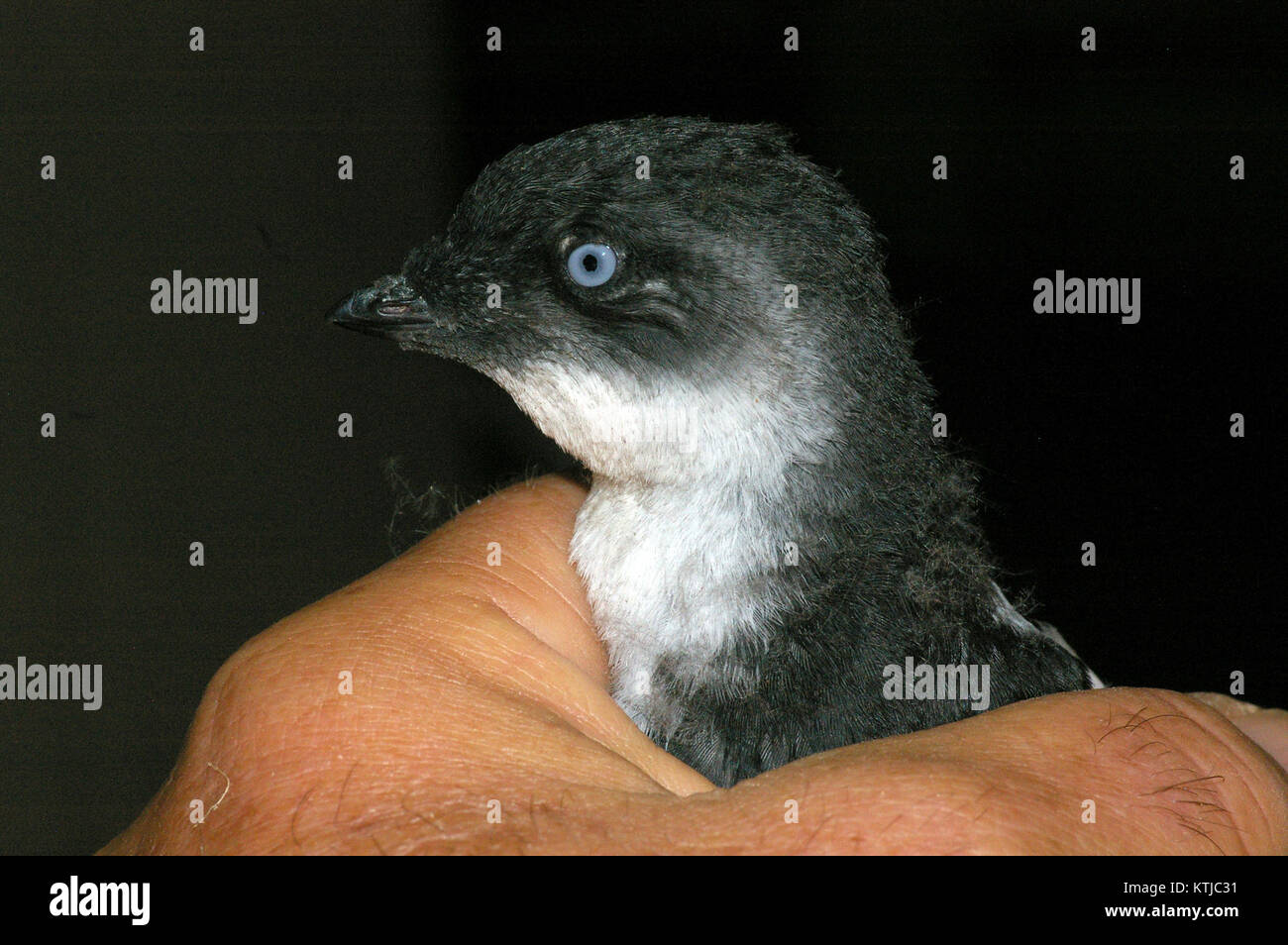 AUKLET, LEAST (9 15 08) gambell, ak  01 (2860953876) Stock Photo