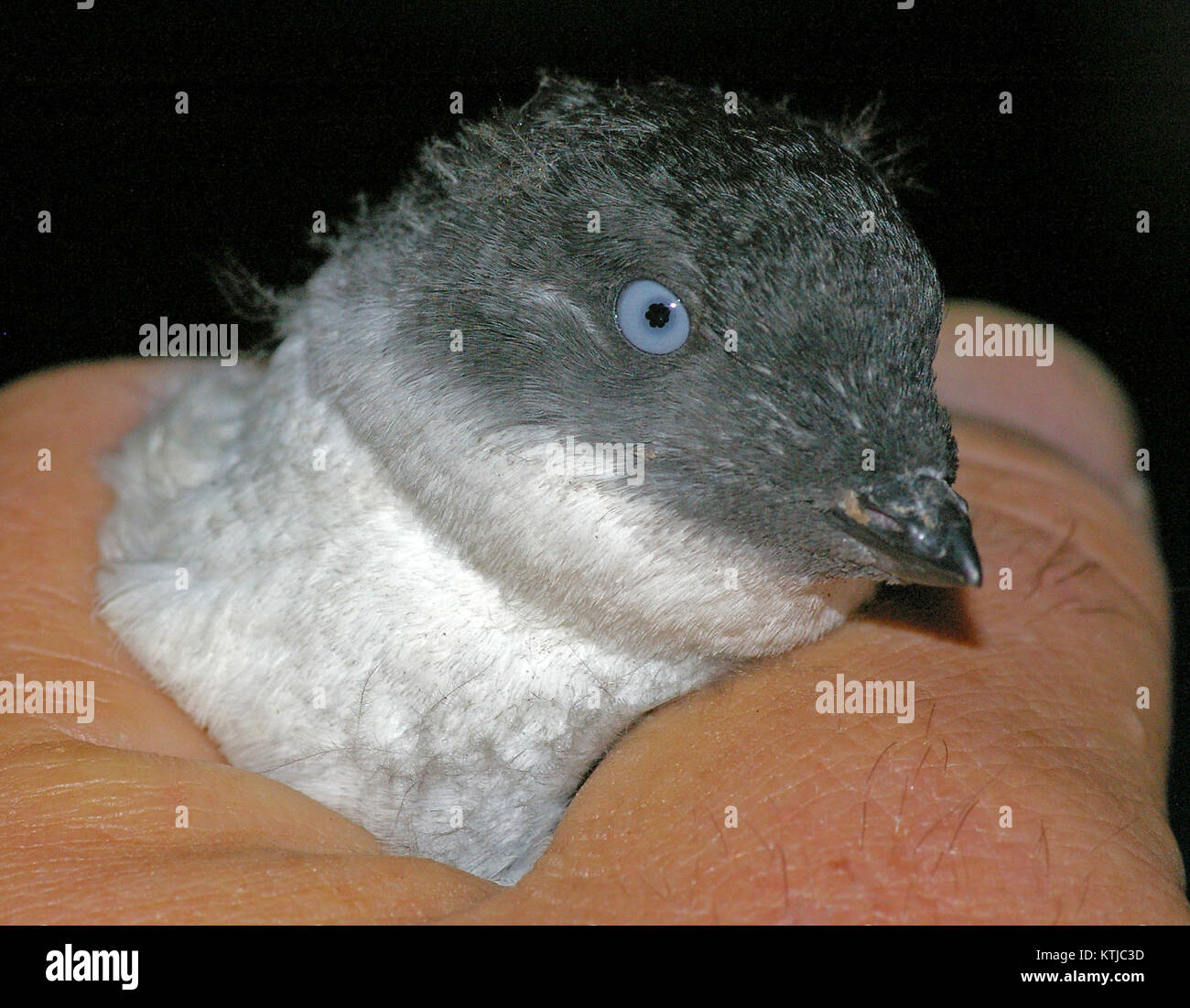 AUKLET, LEAST (9 15 08) gambell, ak  02 (2860078523) Stock Photo