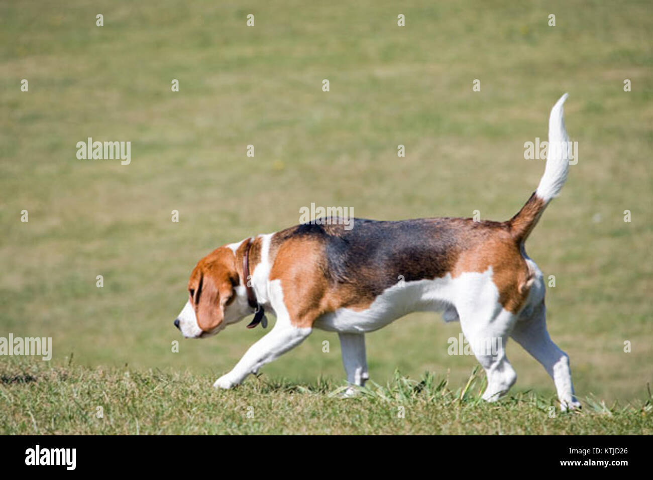 The Beagle is a small to medium-sized breed of dog known for its ...