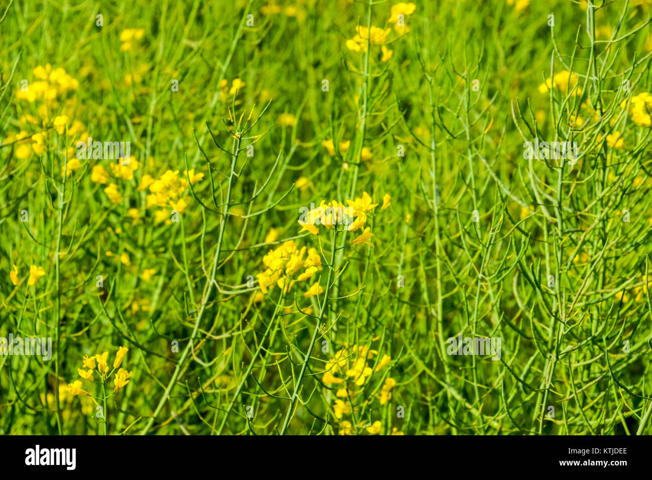 Rapeseed field. Background of rape blossoms. Flowering rape on the