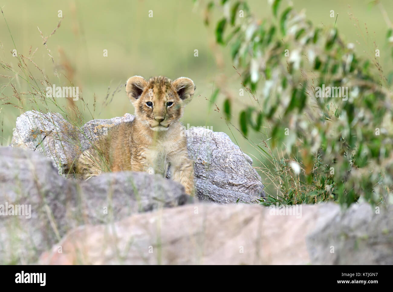 African lion cub hi-res stock photography and images - Alamy