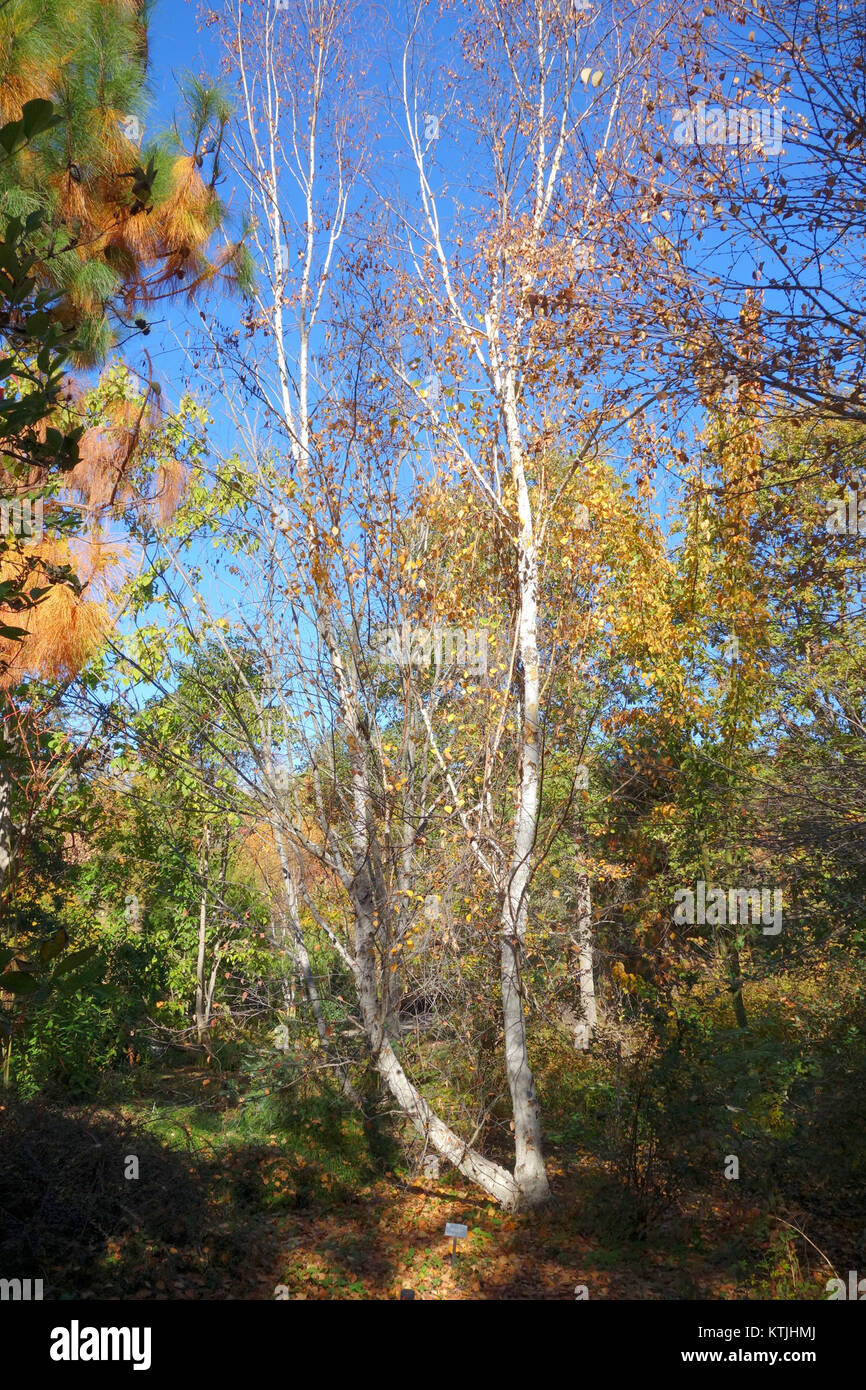 Asian white birch betula platyphylla hi-res stock photography and ...