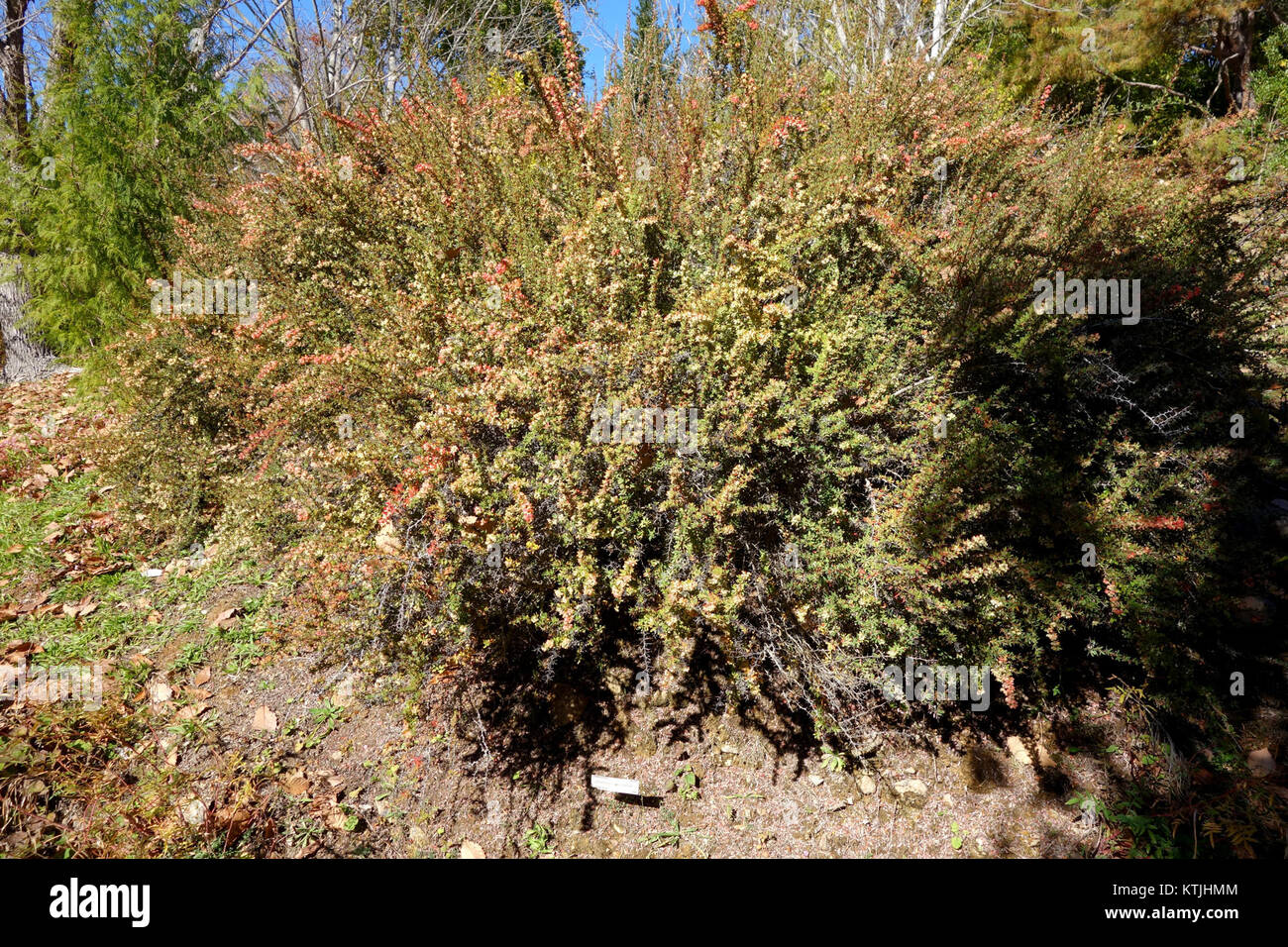 Berberis wilsoniae   Quarryhill Botanical Garden   DSC03660 Stock Photo