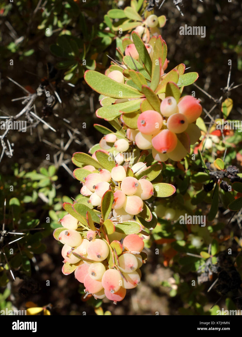 Berberis wilsoniae   Quarryhill Botanical Garden   DSC03663 Stock Photo