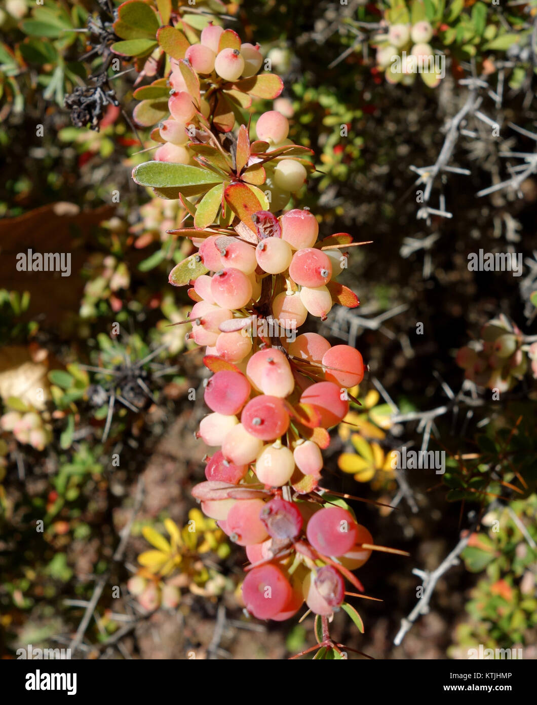 Berberis wilsoniae   Quarryhill Botanical Garden   DSC03666 Stock Photo