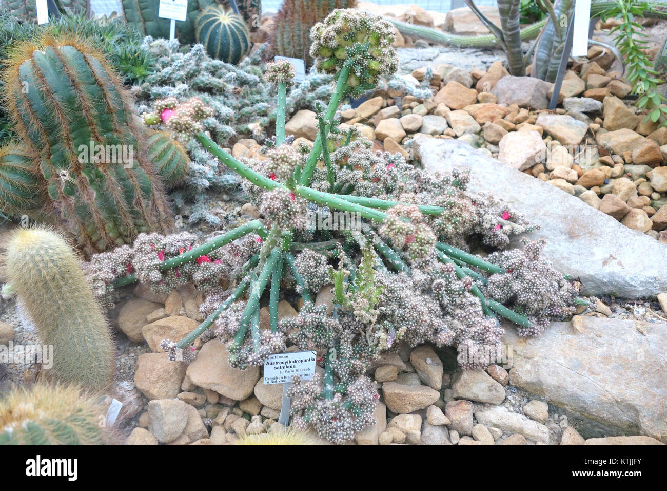 Austrocylindropuntia Salmiana Botanischer Garten Dresden Germany