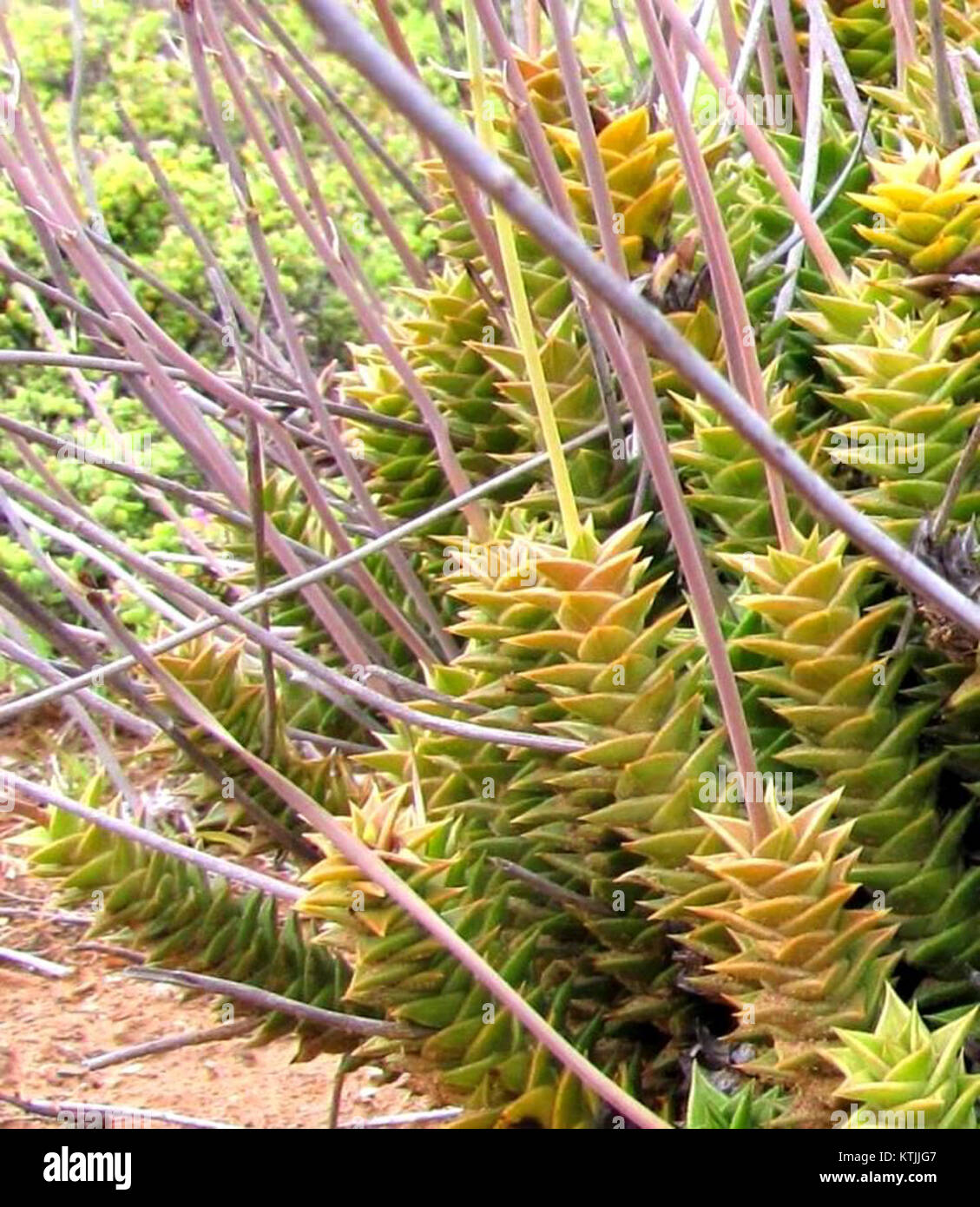 Astroloba foliolosa   South African Succulent Stock Photo