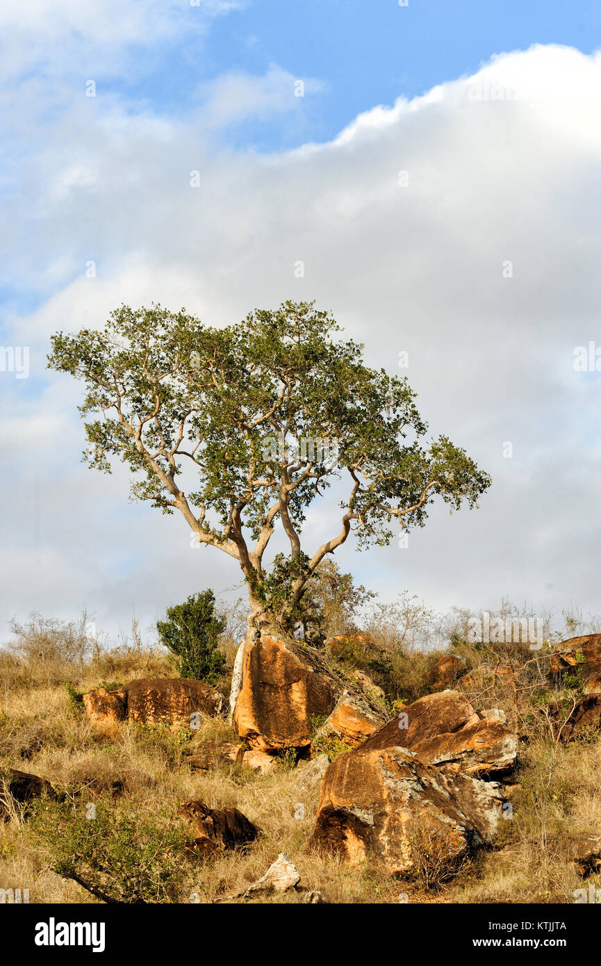 Beautiful landscape with tree in Africa Stock Photo - Alamy