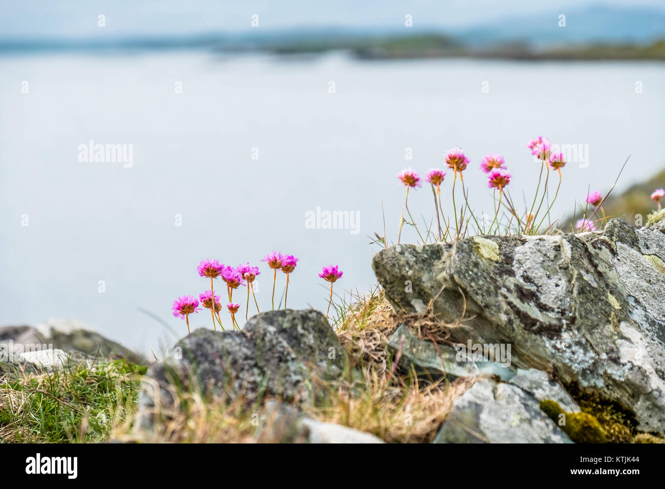 Wild coastal flowers growing on rocks on the shores in Scotland Stock Photo