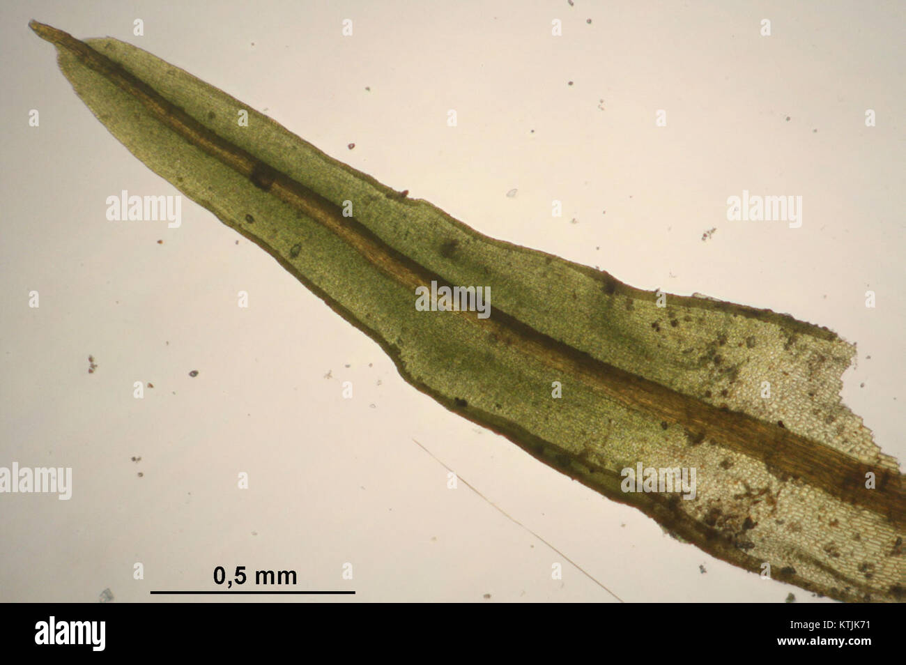Barbula unguiculata (f, 144645 474818) 7940 Stock Photo