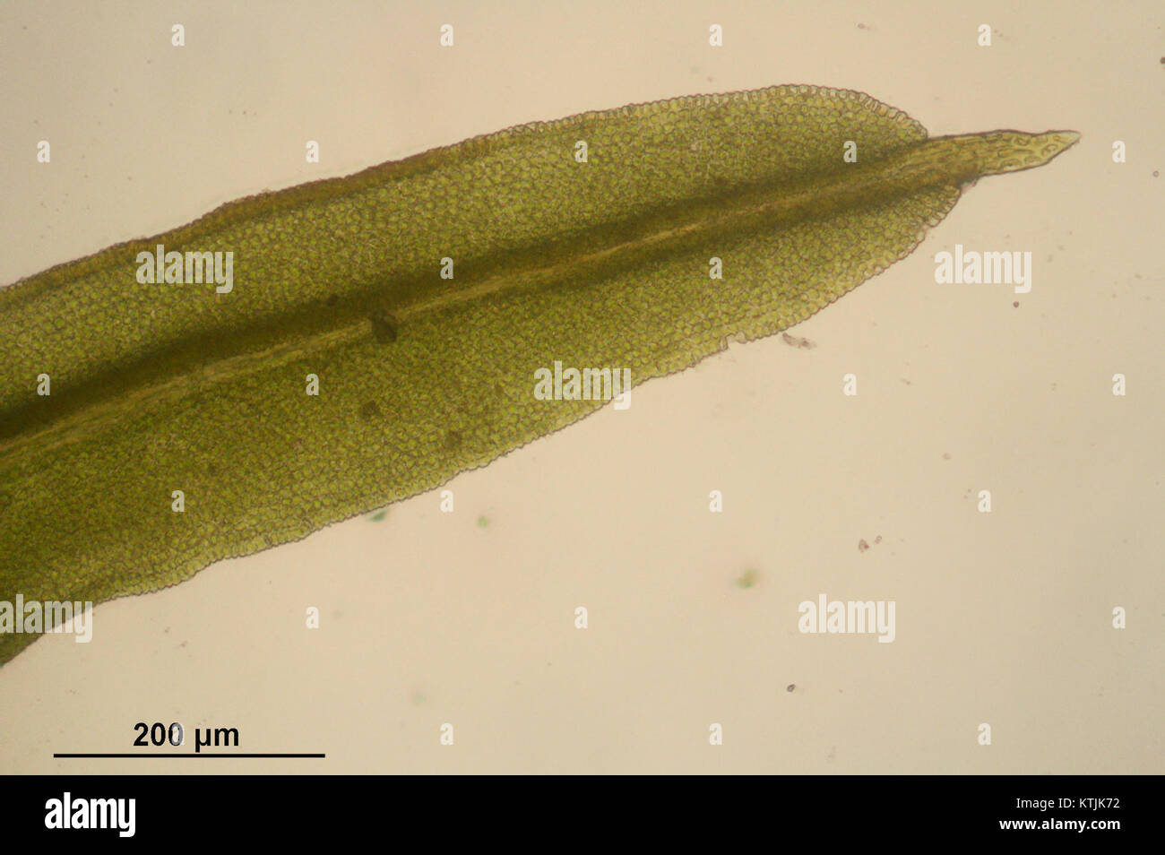 Barbula unguiculata (f, 144645 474818) 7941 Stock Photo