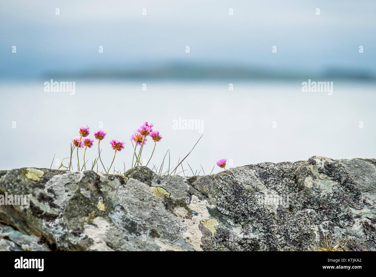Wild coastal flowers growing on rocks on the shores in Scotland Stock Photo
