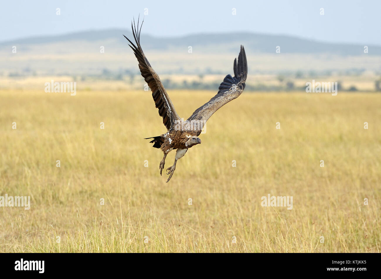 Vulture flying. Masai Mara National Park, Kenya Stock Photo