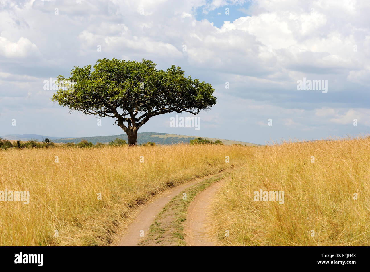 Beautiful landscape with tree in Africa. National park of Kenya Stock