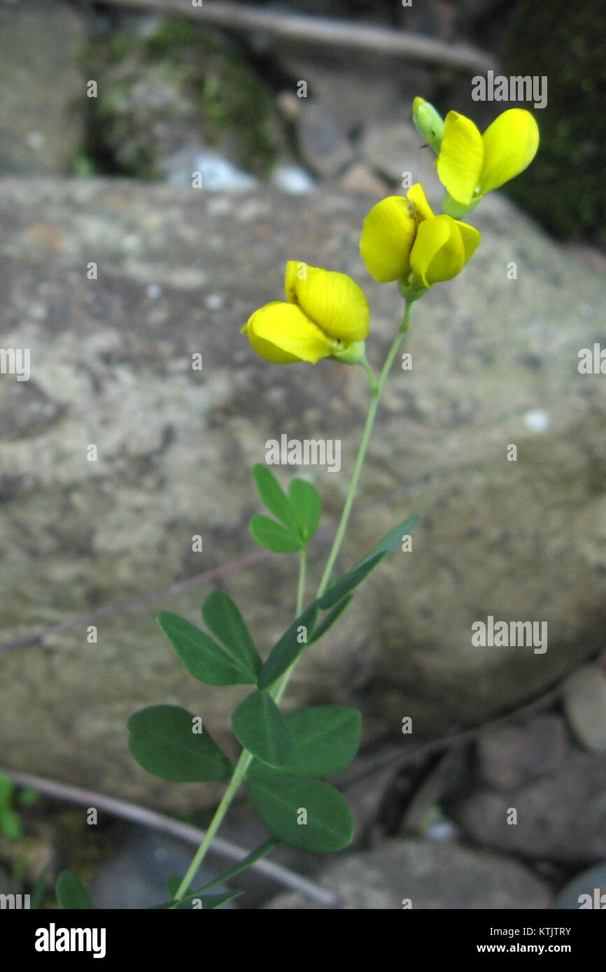 Baptisia tinctoria 2x3 Stock Photo