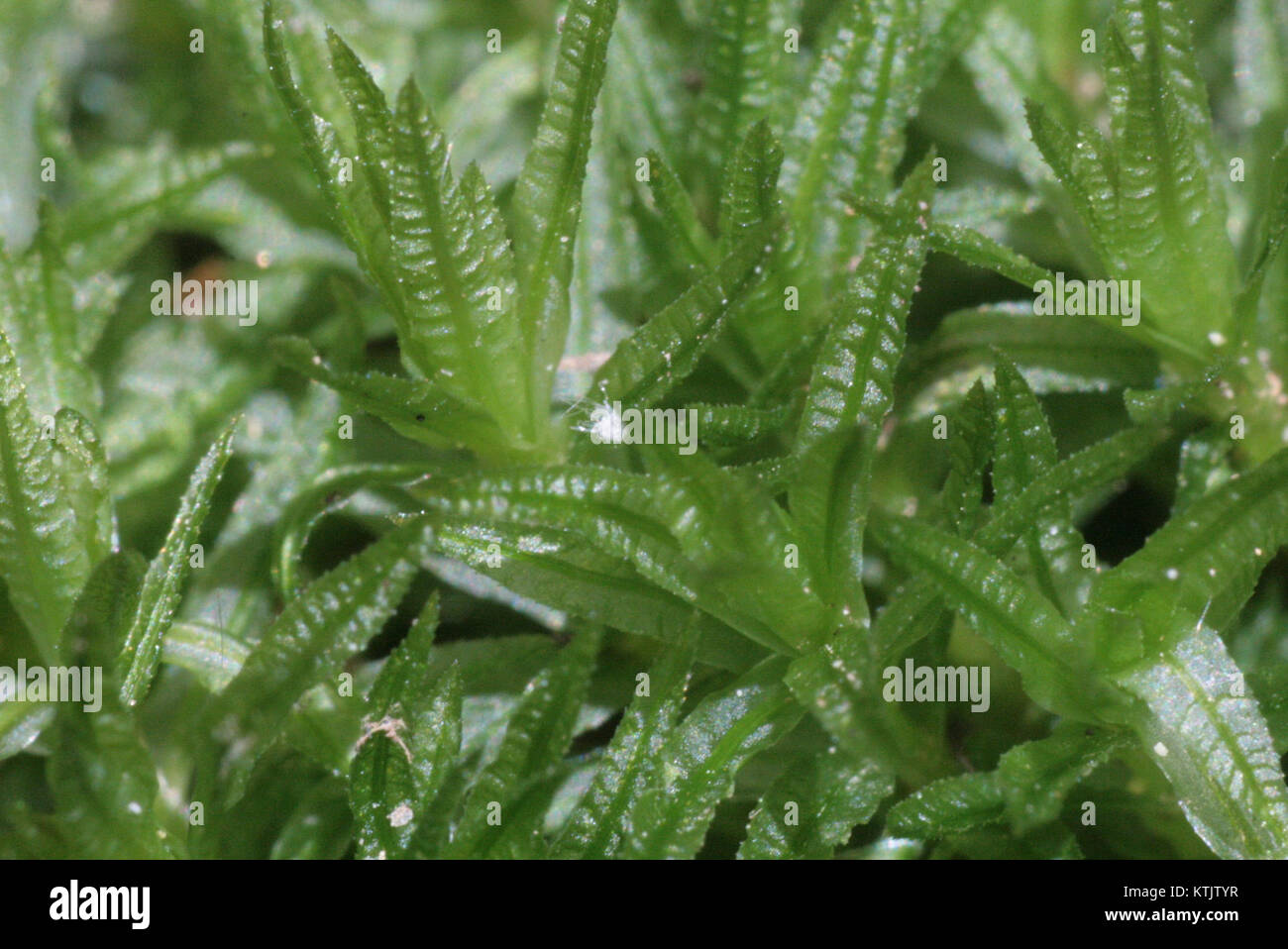 Atrichum undulatum (b, 150155 481728) 2003 Stock Photo
