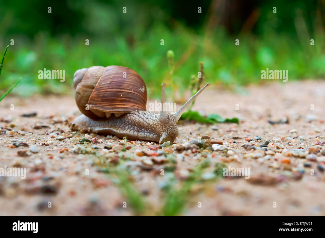 snail with shell and horns, large snail Stock Photo