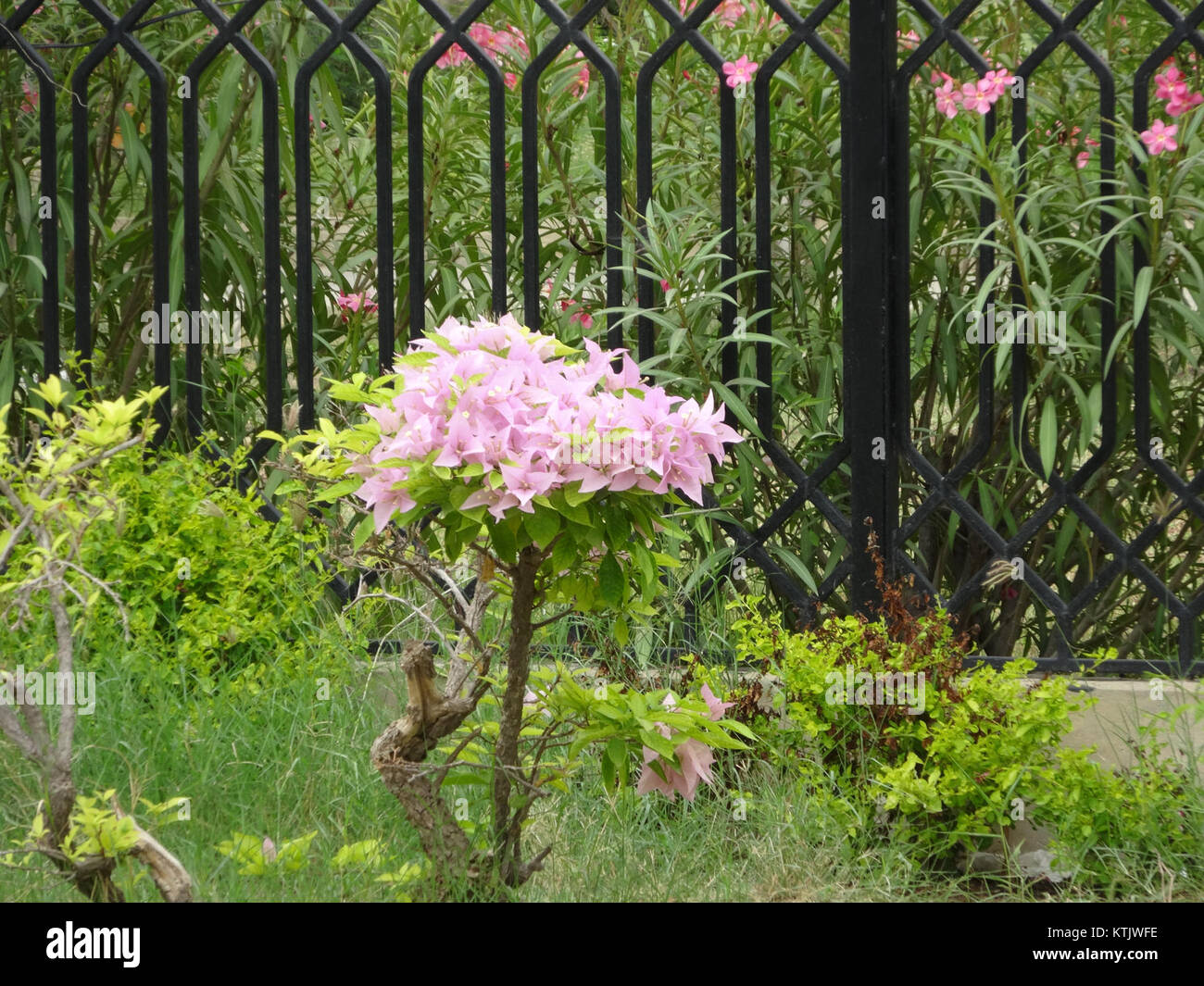Beautiful Flower Karachi Stock Photo Alamy