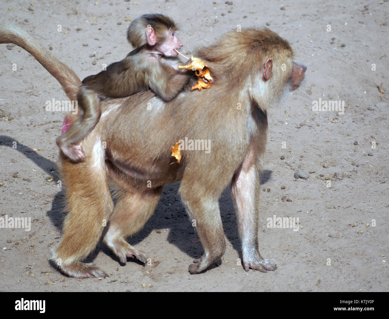 Dierenpark Amersfoort Stock Photos & Dierenpark Amersfoort Stock Images ...