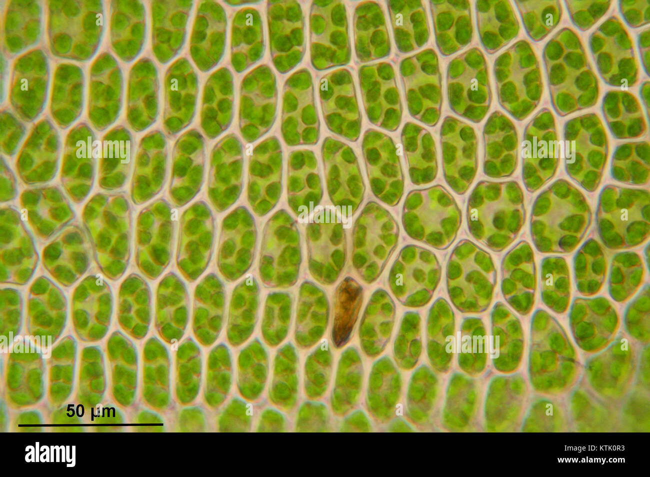 Atrichum undulatum (c, 144649 474757) 0439 Stock Photo