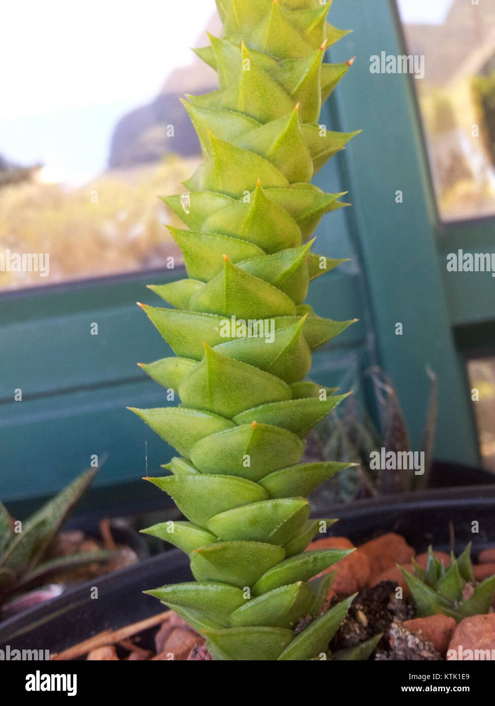 Astroloba foliolosa  stem and foliage detail Stock Photo