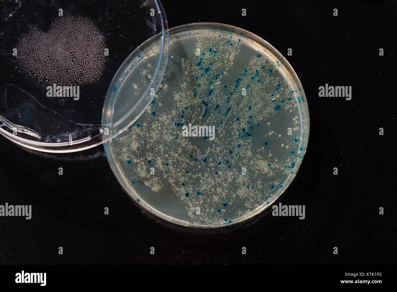 colonies in petri dish for cloning of transgenic vector into plasmid DNA Stock Photo