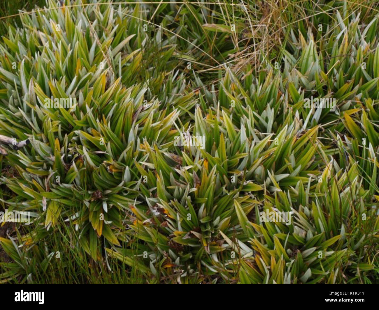 Astelia alpina   Pineapple Grass Stock Photo