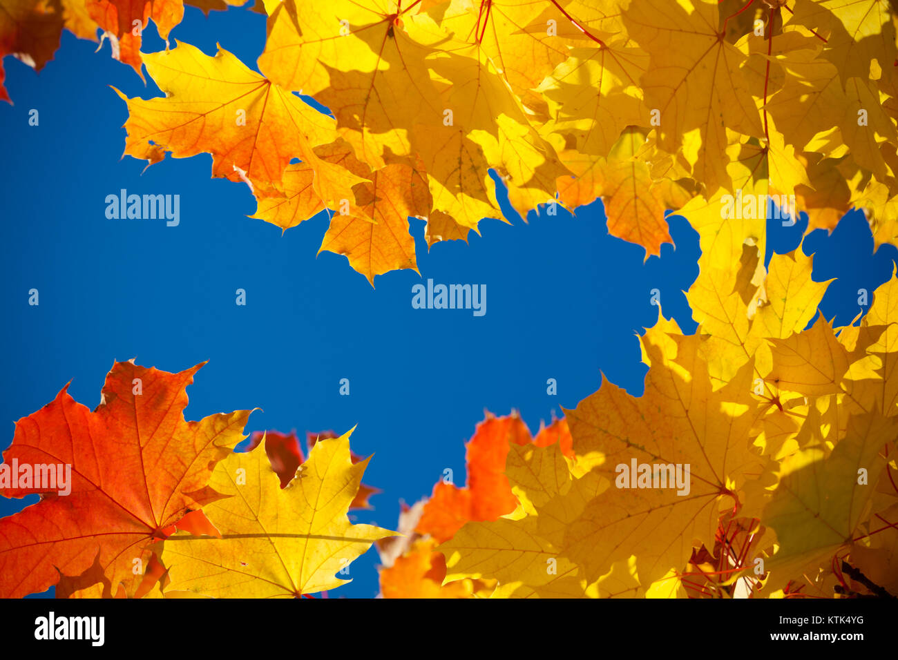 yellow leaves on sky background Stock Photo - Alamy