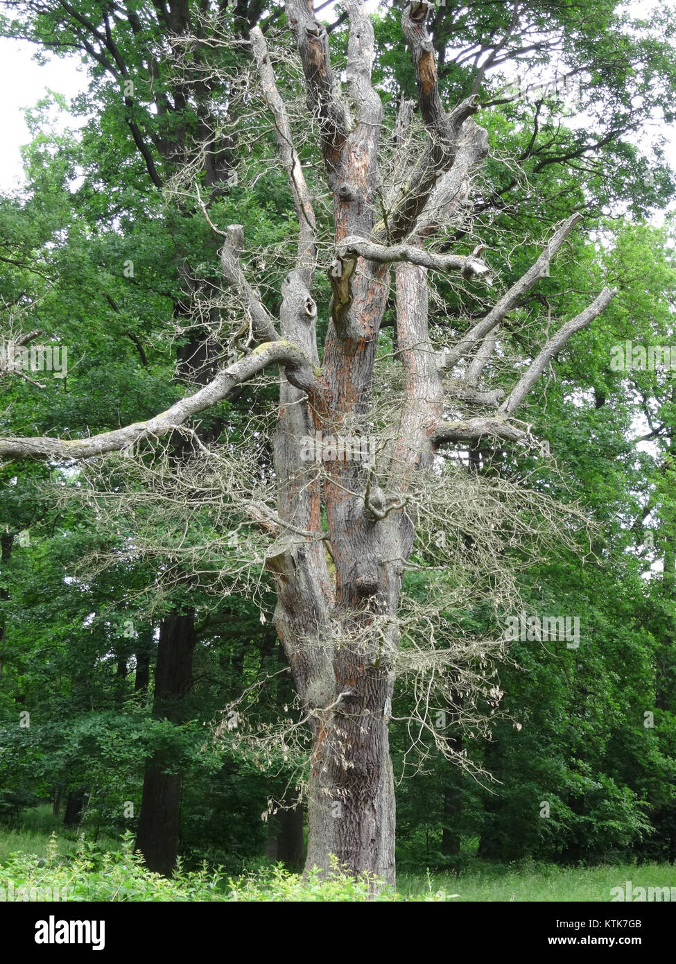 Baum NO 153, Naturdenkmal im Landkreis Harz Stock Photo