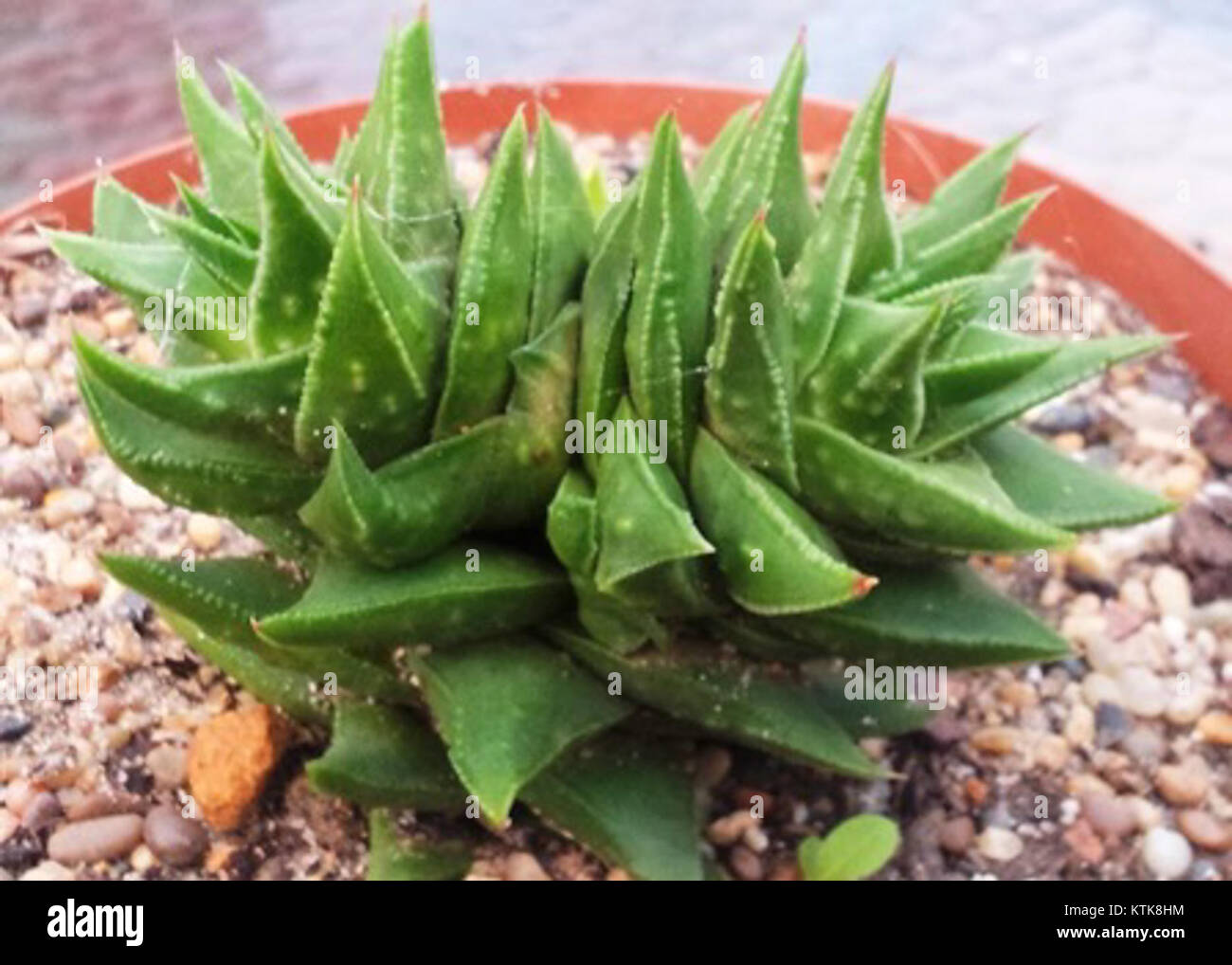 Astrolista bicarinata hybrid in cultivation 1 Stock Photo