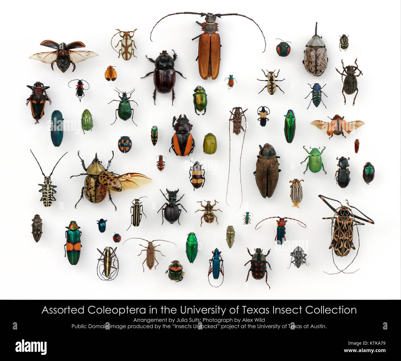 Assorted Coleoptera in the University of Texas Insect Collection Stock Photo