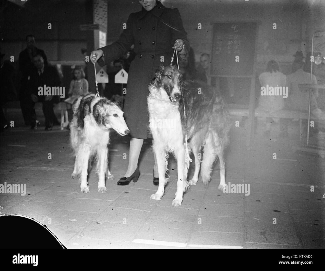 This image features a champion Barsoi, a breed of Russian hunting dog, known for its speed and agility. The photograph highlights the dog's breed traits and its status as a champion. Stock Photo