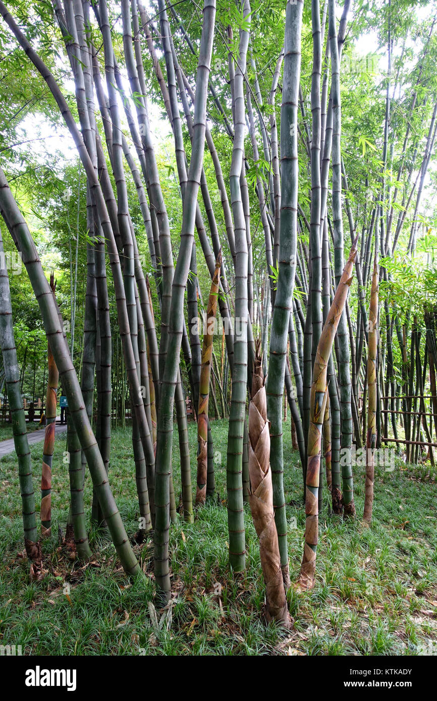 Bambusa rongchengensis (Dendrocalamus rongchengensis)   Wangjianglou Park   Chengdu, China   DSC05829 Stock Photo