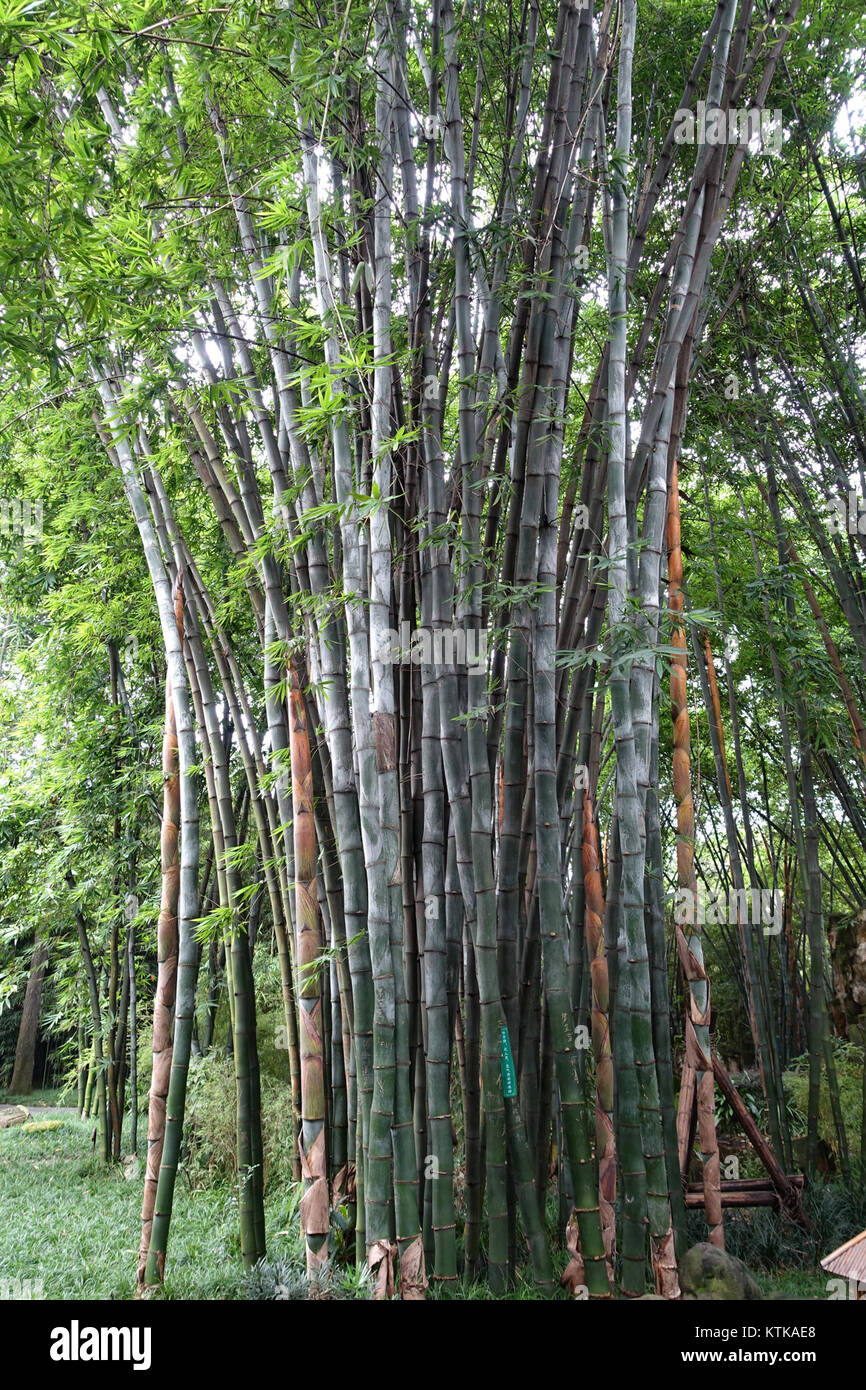 Bambusa rongchengensis (Dendrocalamus rongchengensis)   Wangjianglou Park   Chengdu, China   DSC06106 Stock Photo