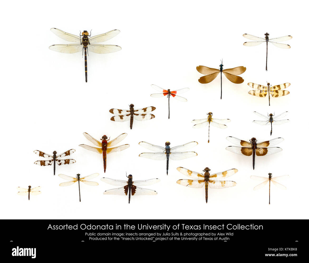 Tx Insects Texas entomology hi-res stock photography and images - Alamy