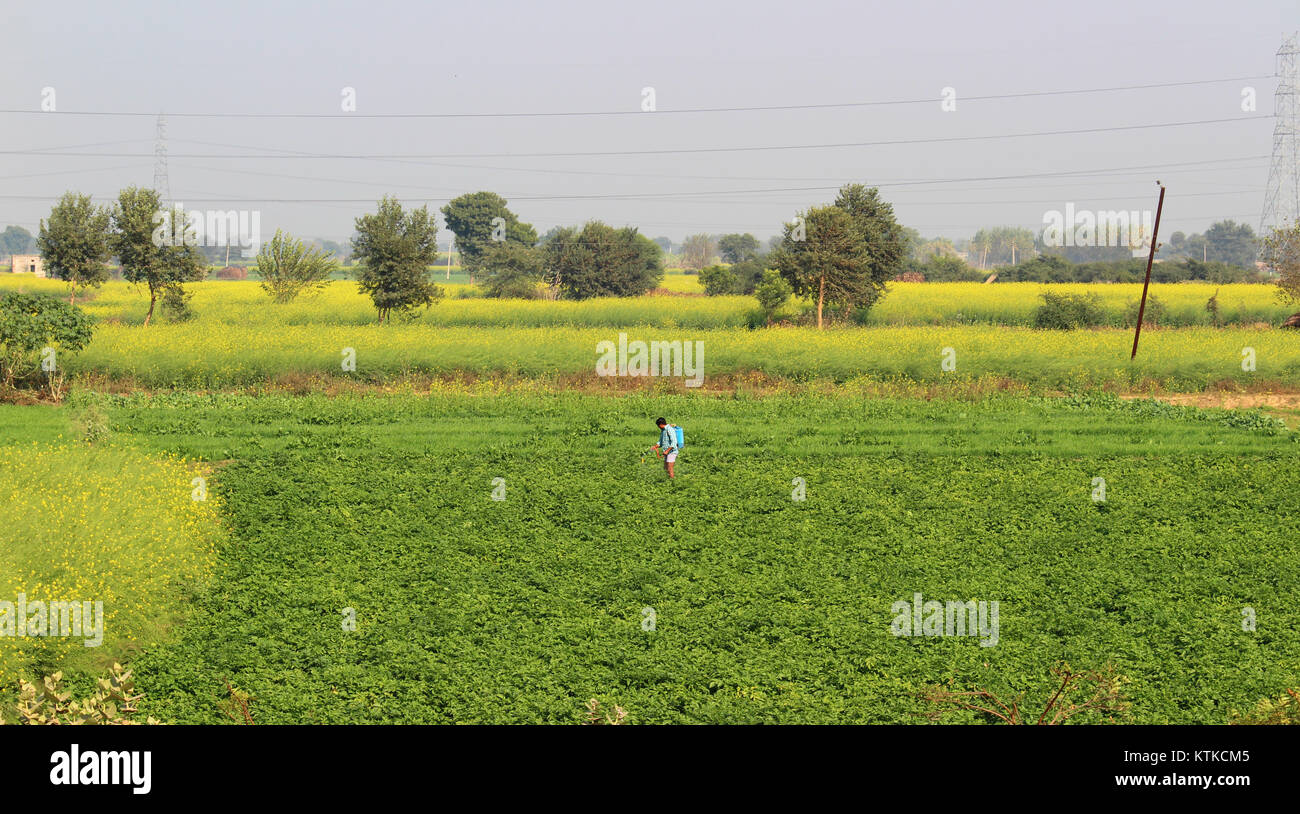 Indian man spraying pesticide on a crop in Uttar Pradesh, India Stock Photo