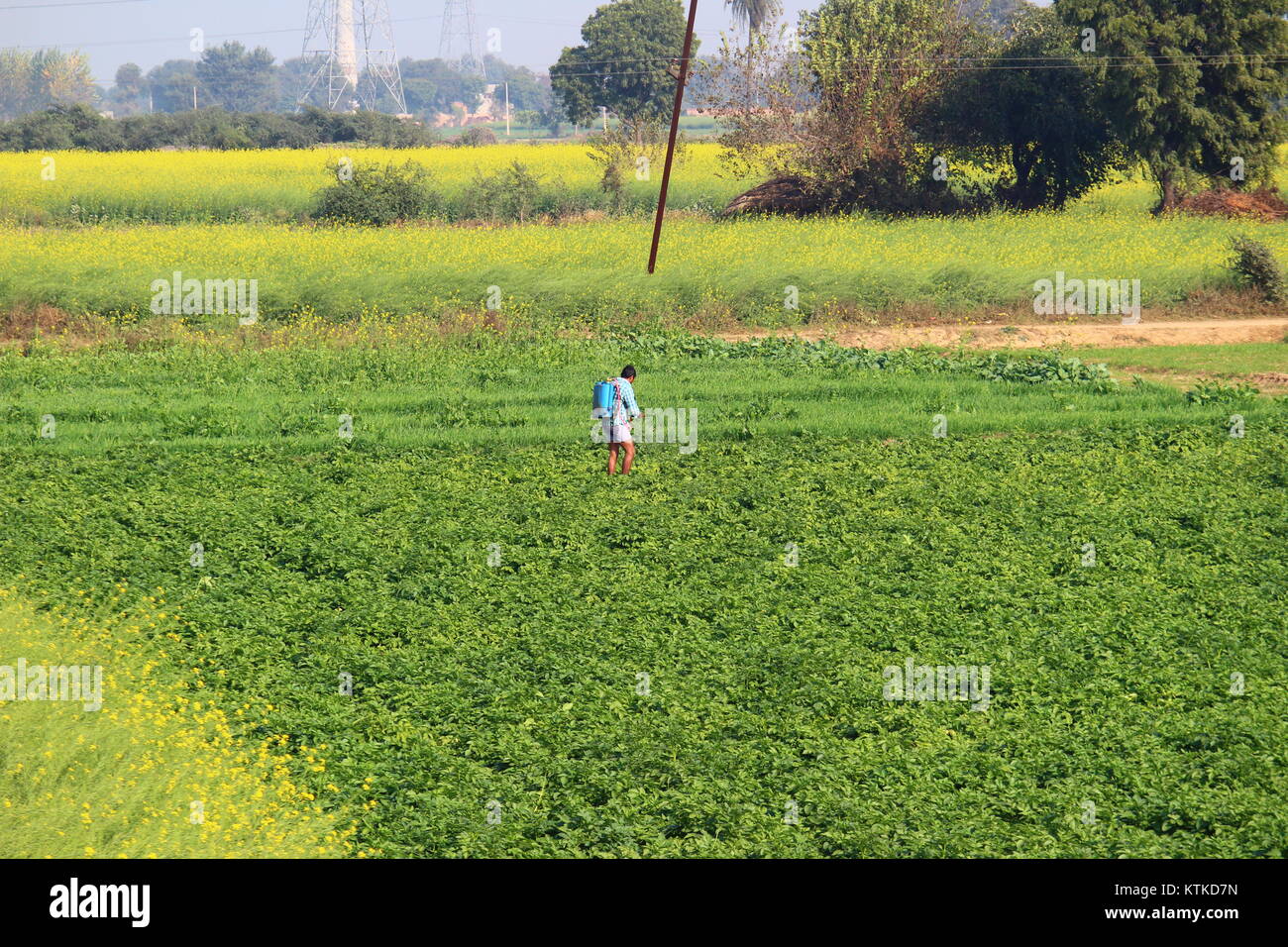 Indian man spraying pesticide on a crop in Uttar Pradesh, India Stock ...