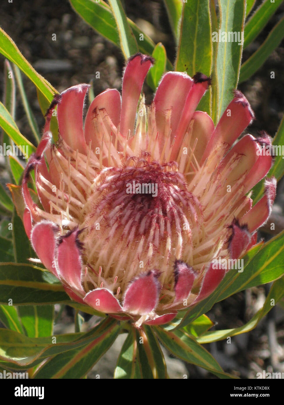 Australian Flower Pink Stock Photo