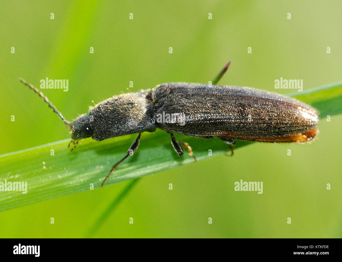 Elateridae species hi-res stock photography and images - Alamy, image size:1300x999