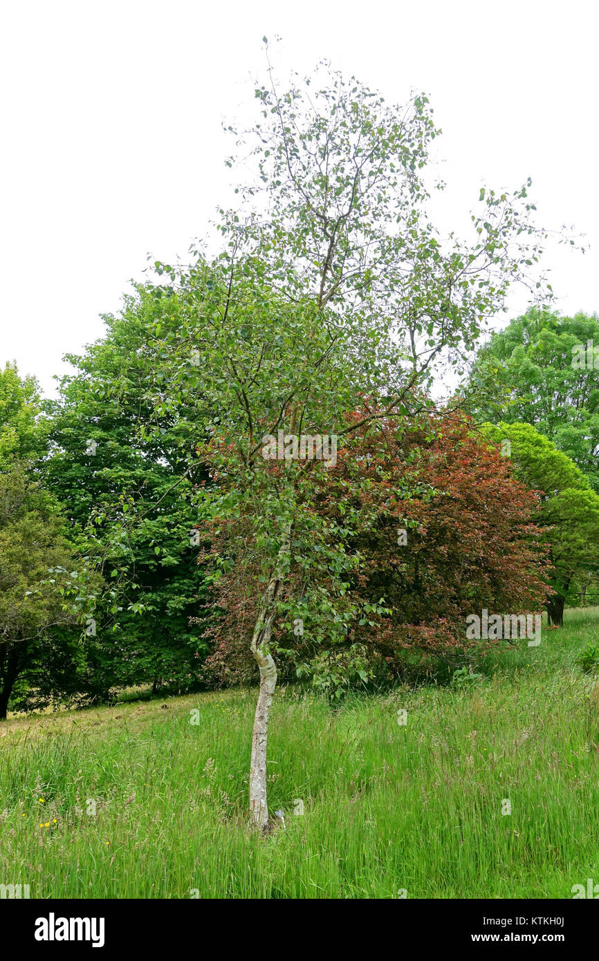 Betula szechuanica   Hillier Gardens   Romsey, Hampshire, England   DSC04366 Stock Photo