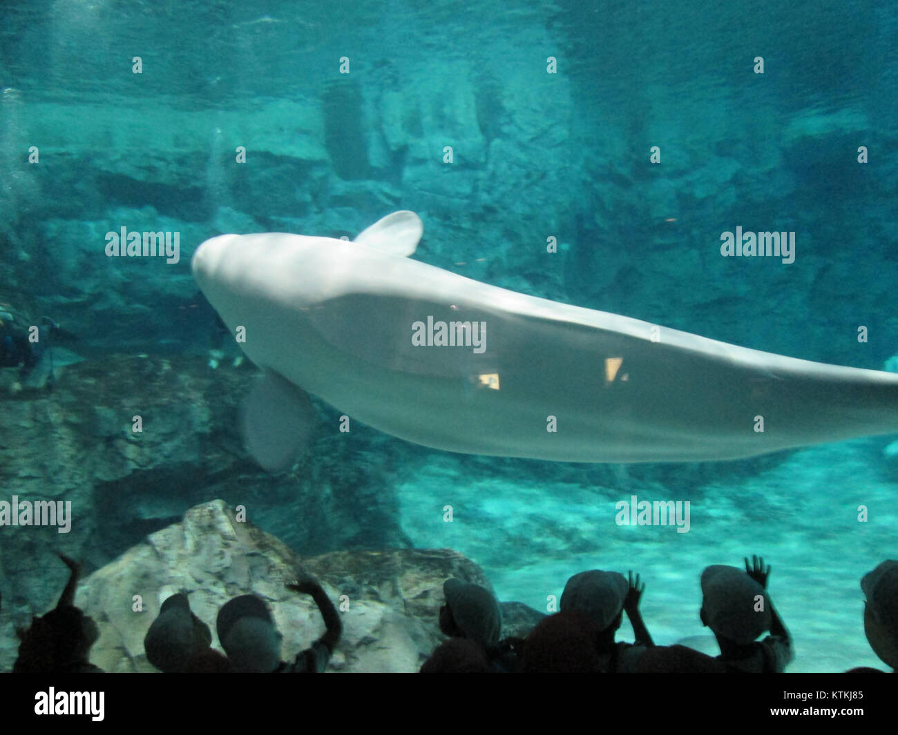 A beluga whale at the Port of Nagoya Public Aquarium, known for its ...