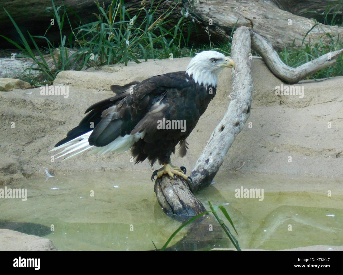 Bald Eagle Akron Zoo Stock Photo Alamy
