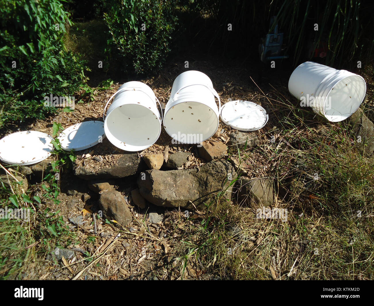 Bees in plastic pails at Hillview Farms in New Jersey Stock Photo Alamy