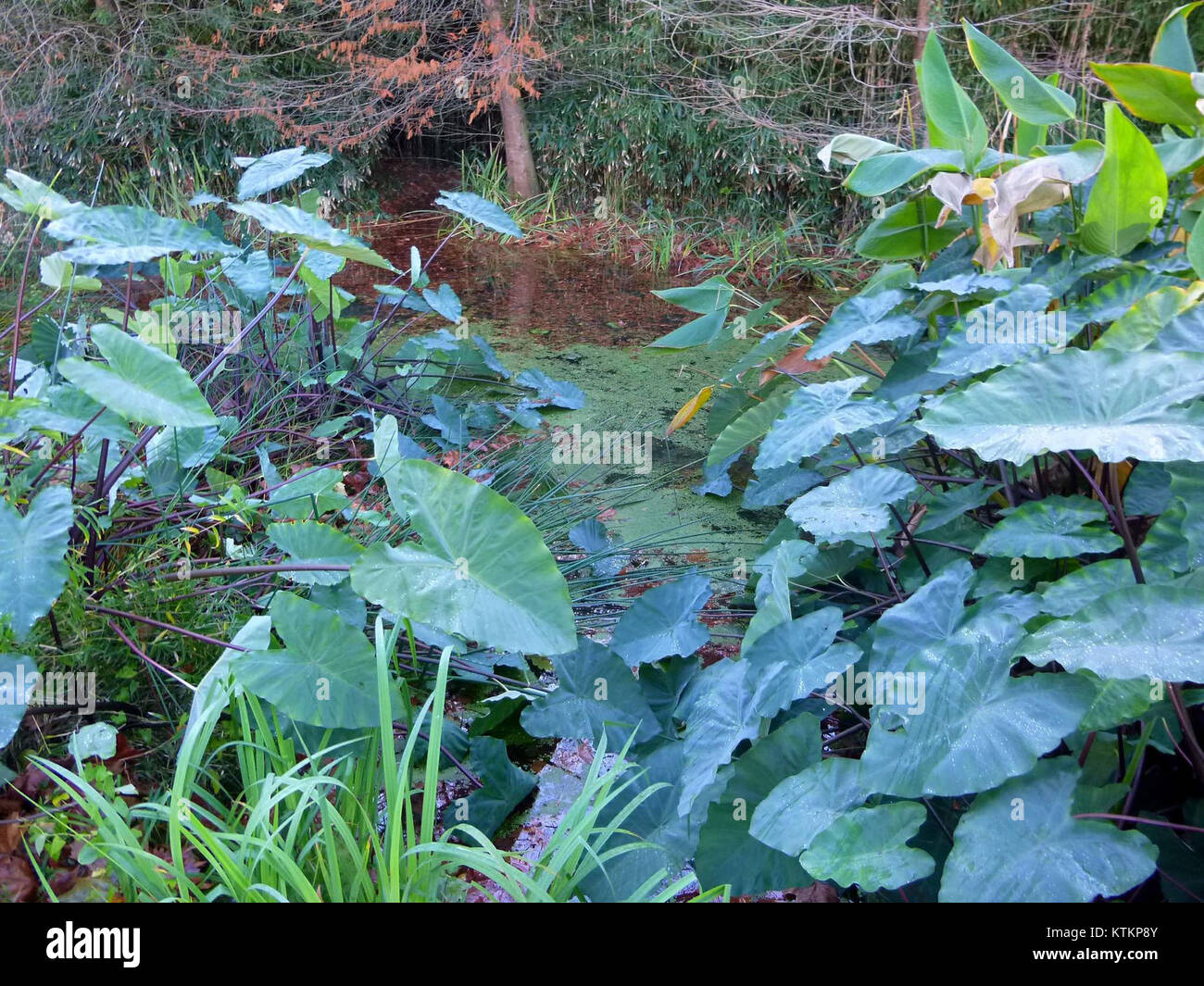 Astigarraga 31 Stock Photo Alamy