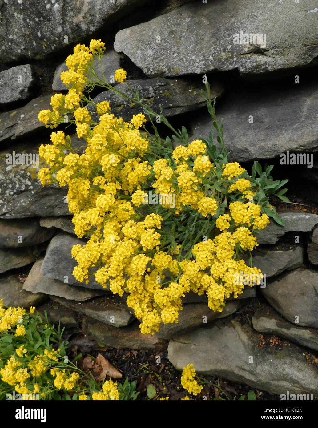 Aurinia Saxatilis Stock Photos & Aurinia Saxatilis Stock Images - Alamy