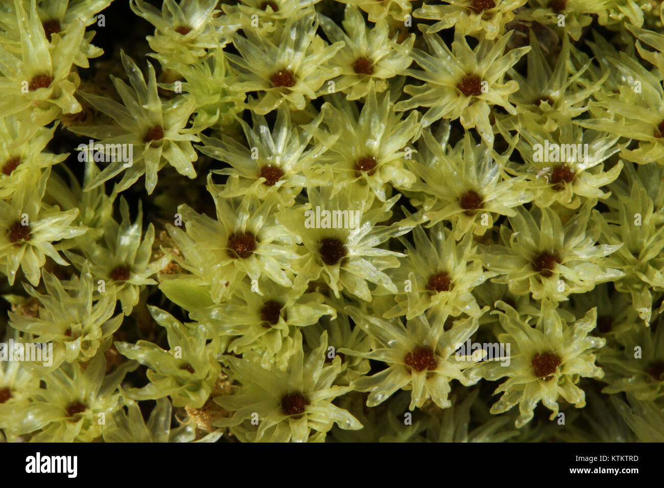 Aulacomnium palustre (g, 113301 471420) 4579 Stock Photo