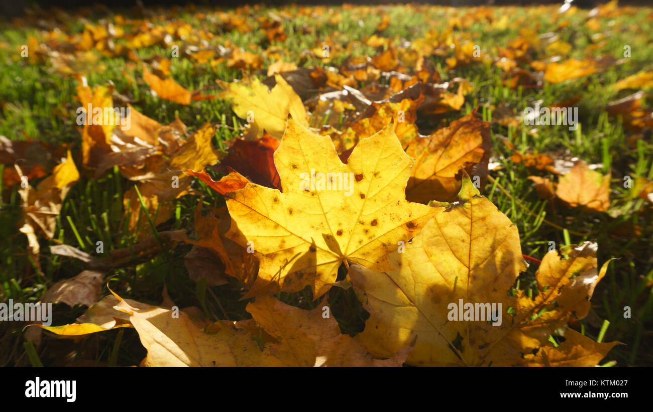 Green autumn lawn full of yellow maple leaves Stock Photo - Alamy