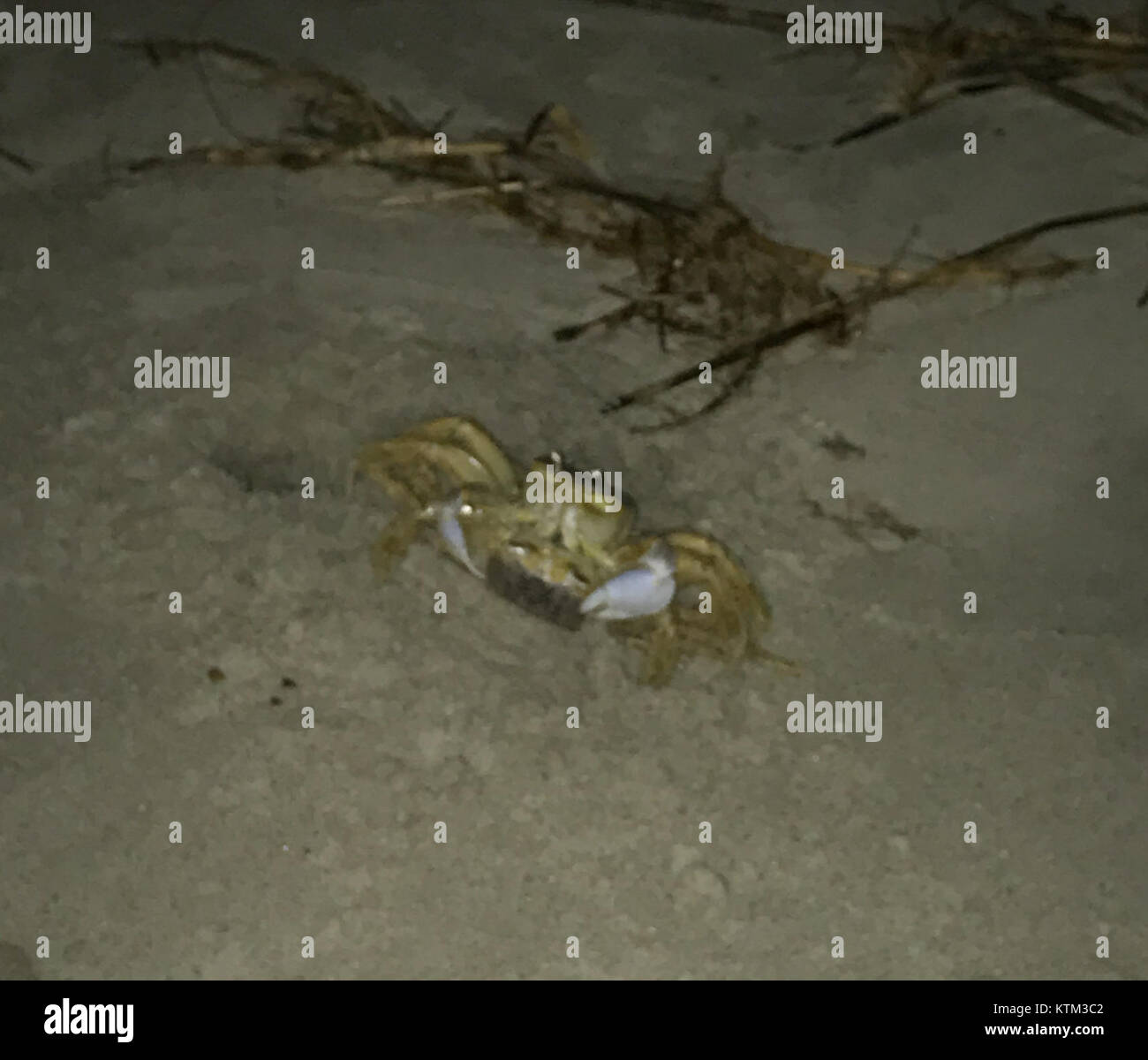 Atlantic Ghost Crabs mating Stock Photo Alamy