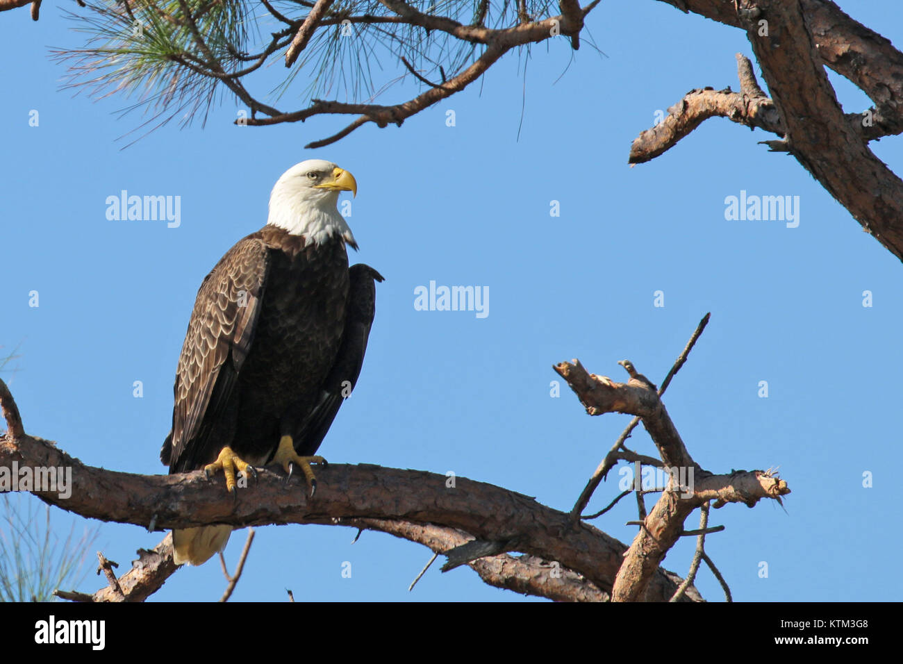 Bald eagle perched on a branch in a tree at Merritt Island Florida