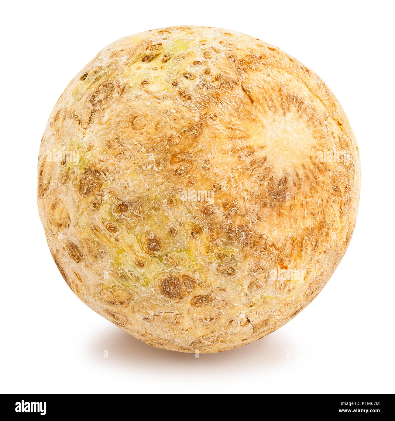 celery root path isolated Stock Photo - Alamy